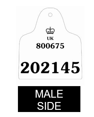 Secondary tag Male 2  Example of male side of secondary ear tag option 2