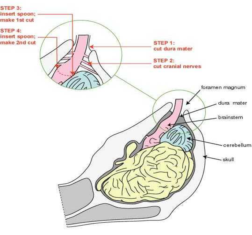 Brain Stem Removal Anatomy and sampling steps  Diagram of ovine brain & brainstem