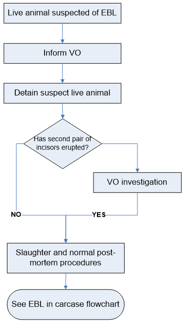 1. Live animal suspected of EBL. 2. Inform VO. 3. Detain suspect live animal. 4. Has second pair of incisors erupted?  If no, go to 5. If yes, VO investigation. 5. Slaughter and normal post-mortem procedures. 6. See EBL in carcase flowchart.