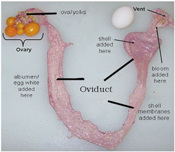 A photograph of the anatomy of a chicken oviduct. This also includes  details of where different physical features of the final egg are created.