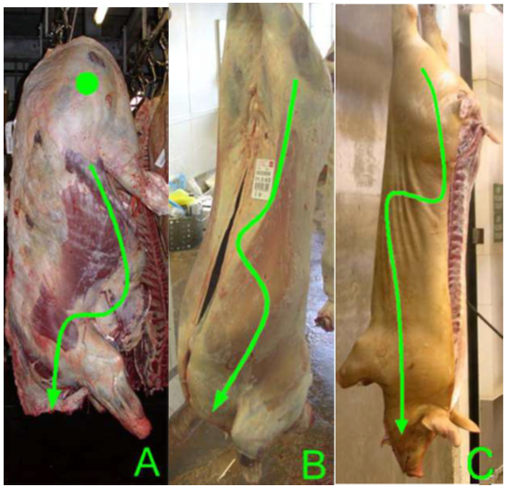 3 carcasses with arrows drawn to demonstrate the path of a sponge swab starting at the back leg and moving across the carcase towards the head with a side-to-side motion