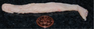 10g broiler neck skin sample shown next to a two pence piece for size reference