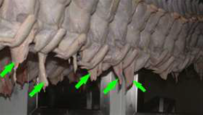 Poultry carcases hanging with arrows highlighting the neck skin to be sampled