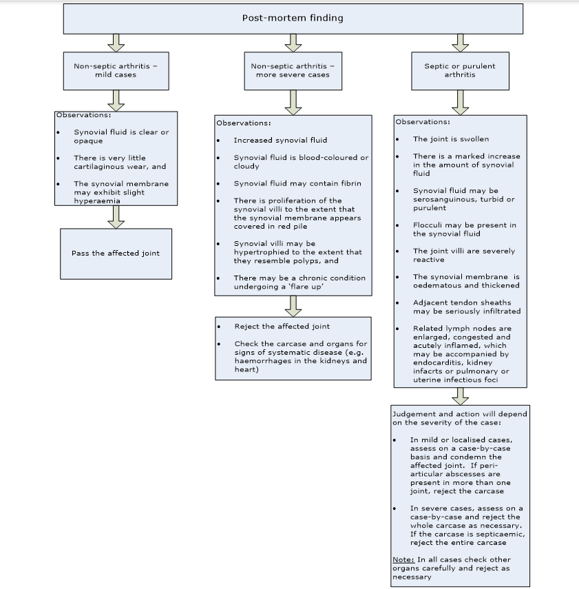 Flow chart showing listing the post-mortem findings and guidance on the judgement of arthritic conditions.