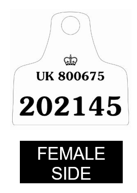 Secondary Tag Female 2 Example of female side of secondary ear tag option 2