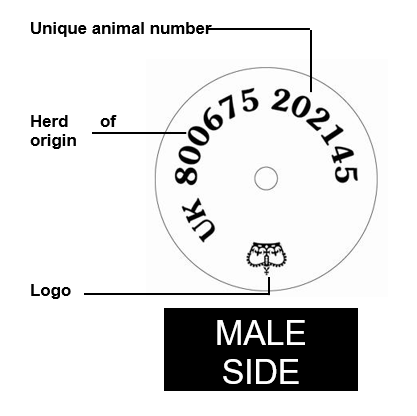 Secondary Tag Male 3 Example of male side of secondary ear tag option 3 button