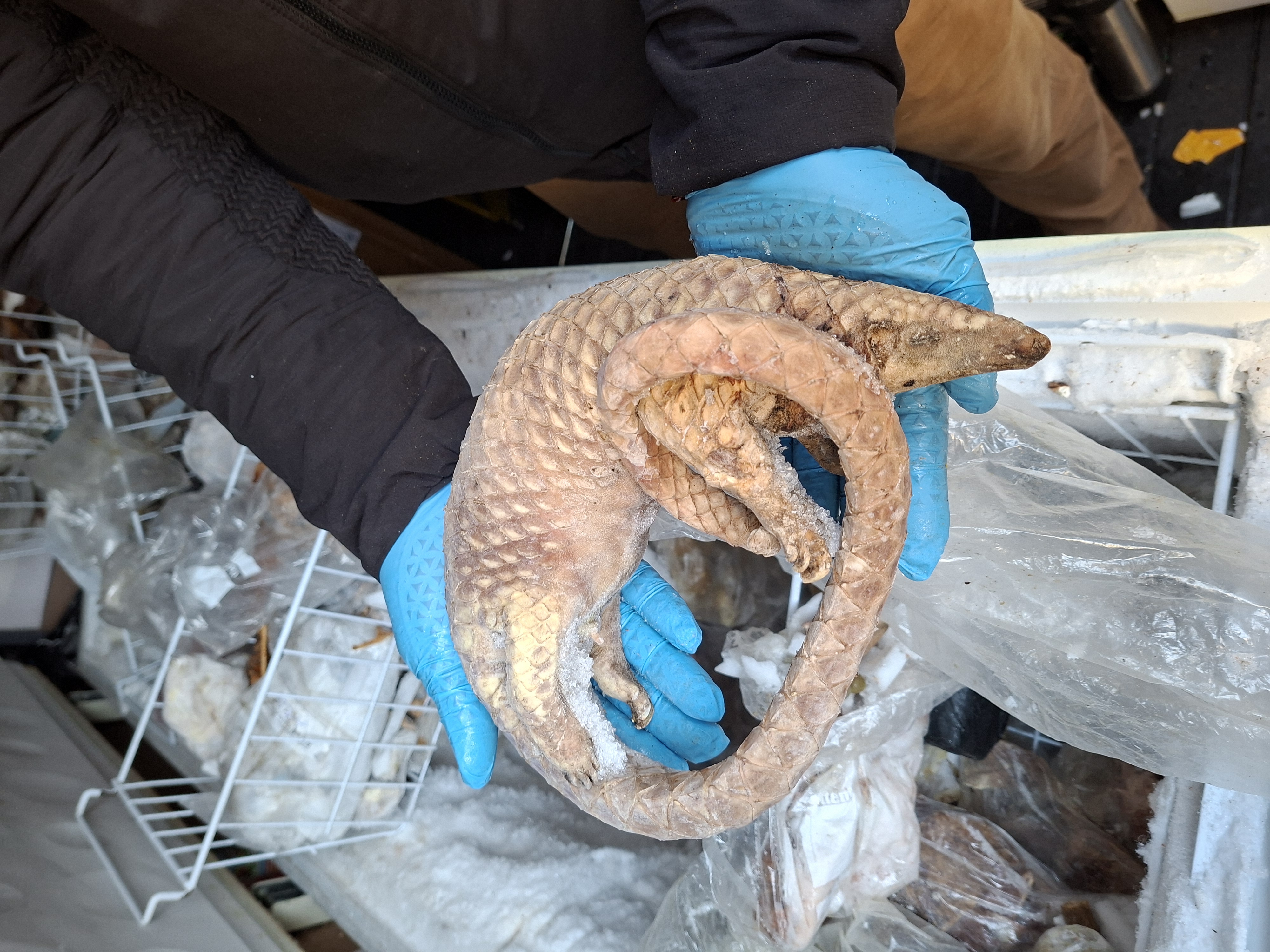 frozen pangolin being handled by person wearing blue gloves