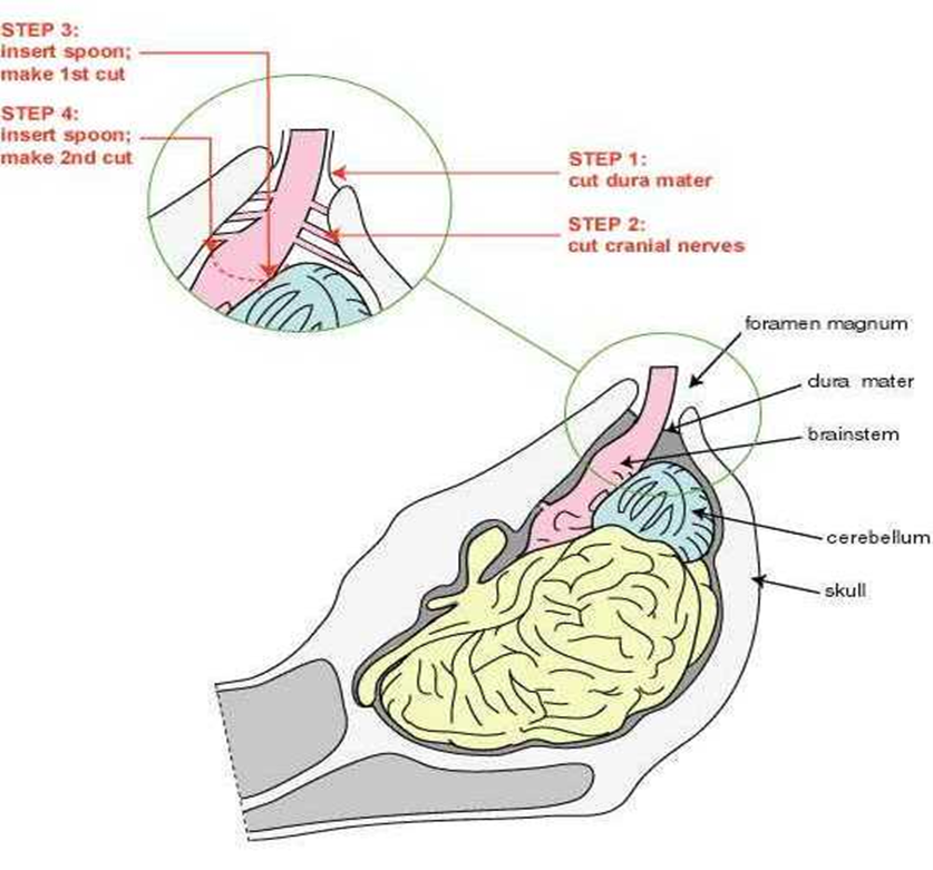 Brain Stem Removal Anatomy and sampling steps Diagram of ovine brain & brainstem