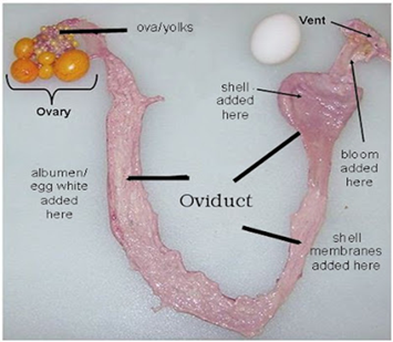 A photograph of the anatomy of a chicken oviduct. This also includes details of where different physical features of the final egg are created.