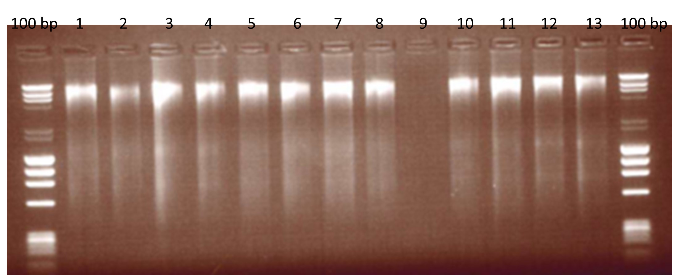 Agarose gel demonstrating fragments of beef DNA extracted using various methods.