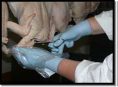 An operative taking a neck skin sample