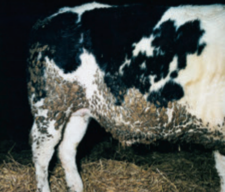 Back end of a cow showing significant contamination with dirt/dung and adherent straw bedding