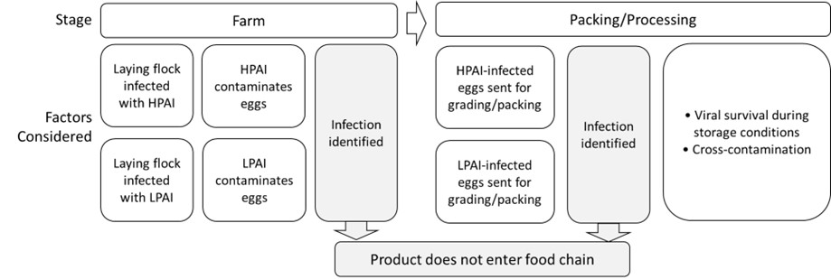 the risk pathway considered for commercial poultry. The stages in the pathway include the farm and packaging/processing. The factors considered during the farm stage include; Laying flock infection with HPAI and LPAI and eggs contamination by HPAI and LPAI. The factors considered during the packing/processing stage includes; HPAI and LPAI infected eggs being sent for packing, virus survival during storage conditions and cross contamination. 