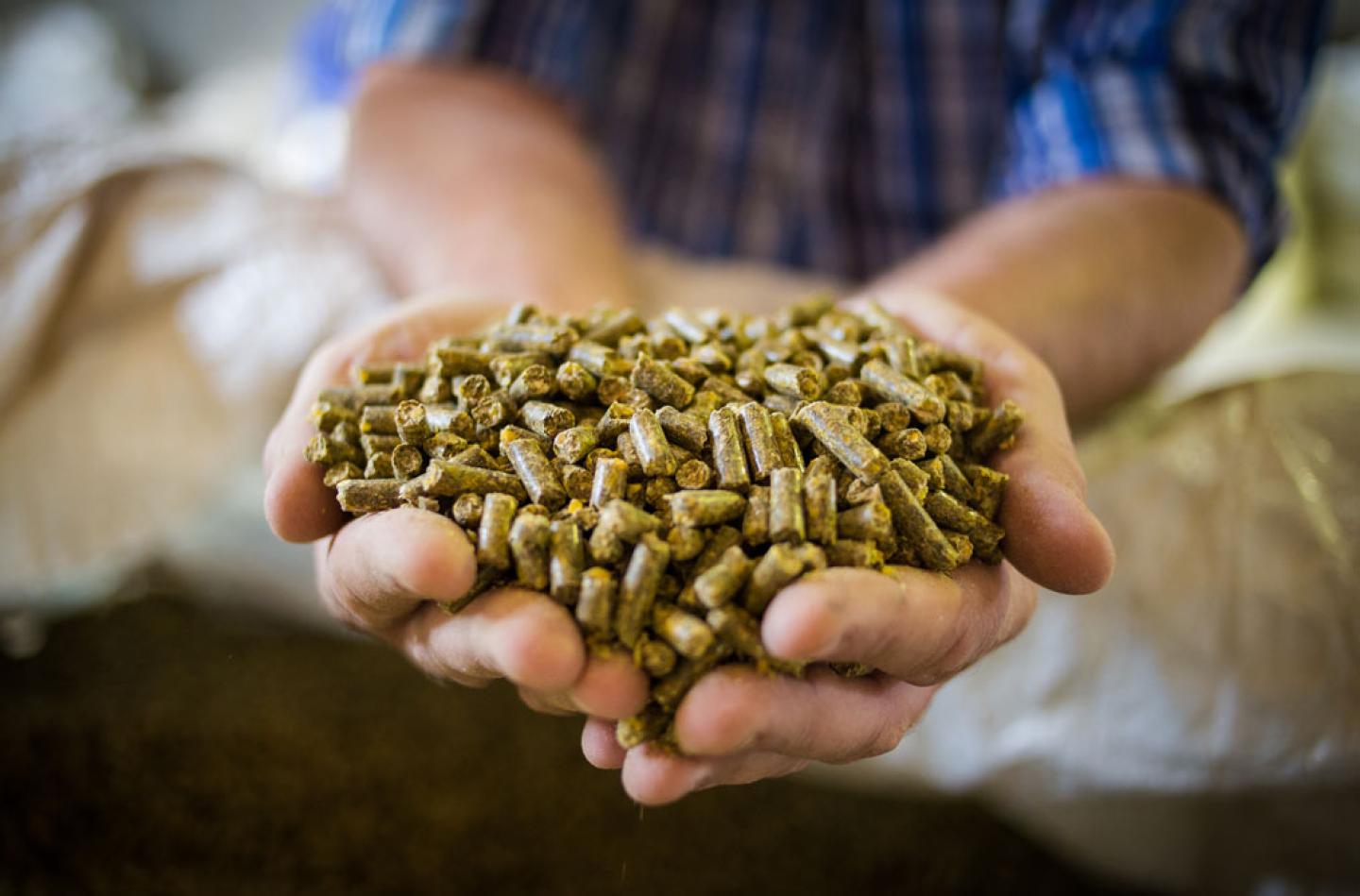 Animal feed Food Standards Agency